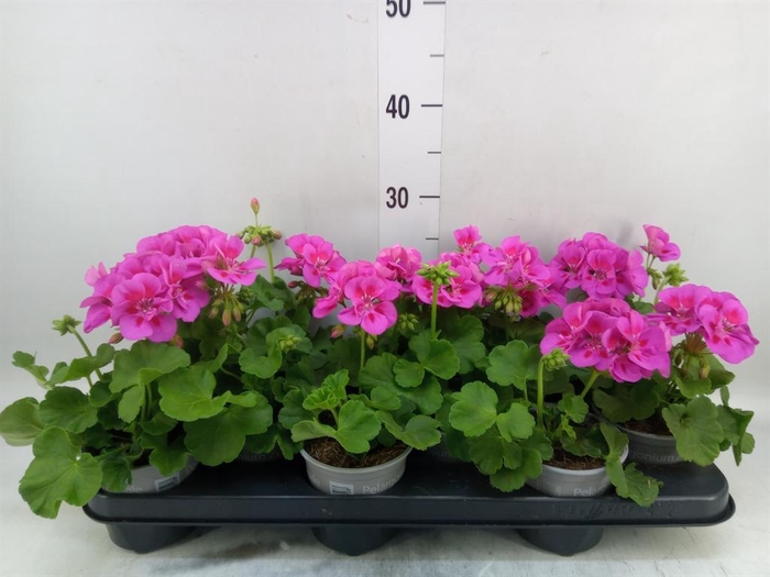 <h4>Pelargonium p.x z. 'Calliope Lav S'</h4>