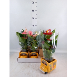 Anthurium   ...mix 4