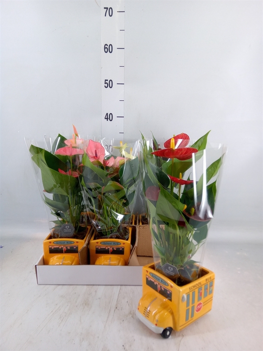 <h4>Anthurium   ...mix 4</h4>