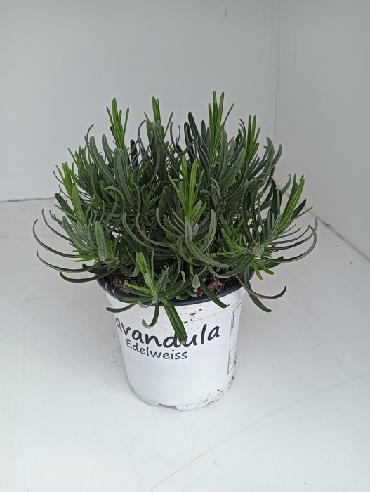 <h4>Lavendel Lavandula edelweiss wit</h4>