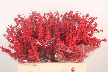 <h4>Ilex verticillata red</h4>