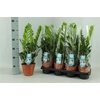 arr8 Zamioculcas Zamiifol