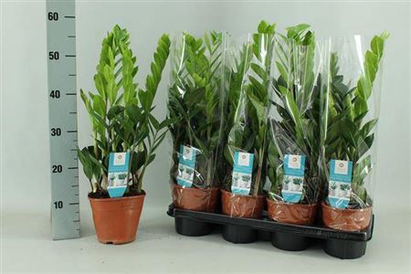 arr8 Zamioculcas Zamiifol