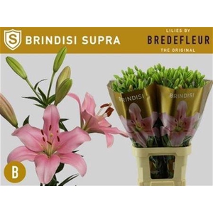 Li La Brindisi Supra