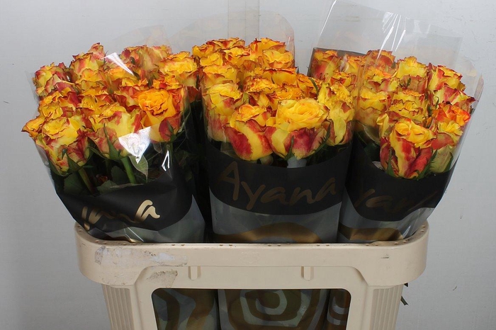 <h4>R Gr Crimson Sky+</h4>