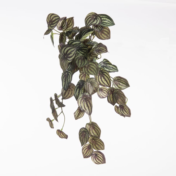 <h4>Af Hangpl Peperomia Burgundy</h4>