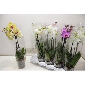 Phal Gem