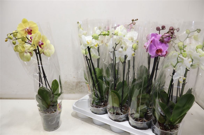 <h4>Phal Gem</h4>