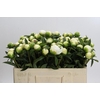 Paeonia Duchesse De Nemours