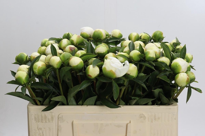 <h4>Paeonia Duchesse De Nemours</h4>