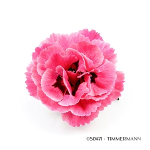 DIANTHUS CARYOPHYLLUS