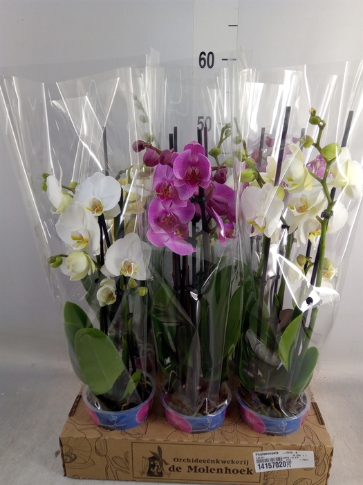 <h4>Phalaenopsis   ...mix  4</h4>