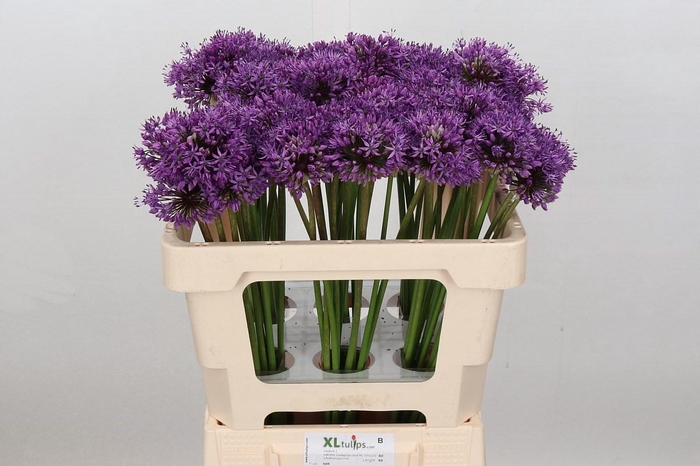 <h4>Allium Gladiator</h4>