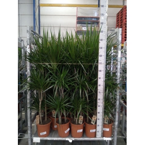 Dracaena marg.
