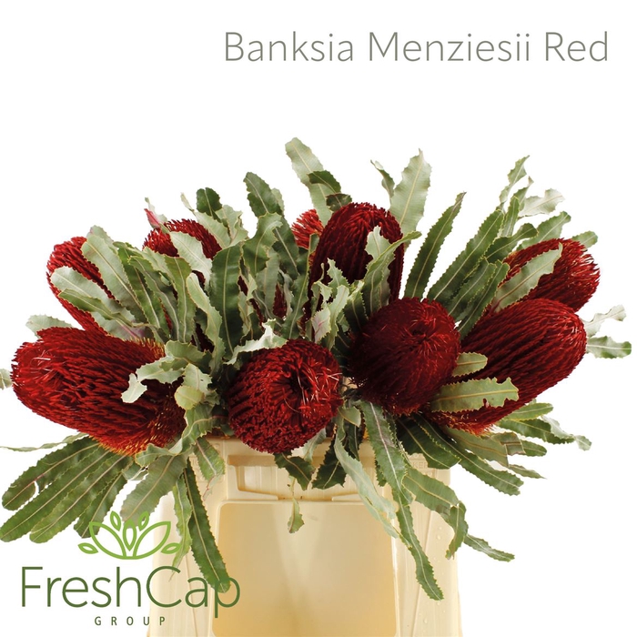 <h4>Banksia Menziesii Red</h4>