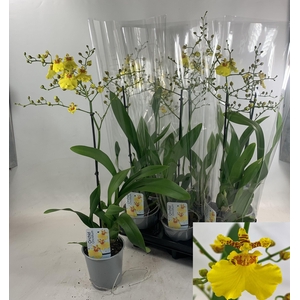 ONCIDIUM OV