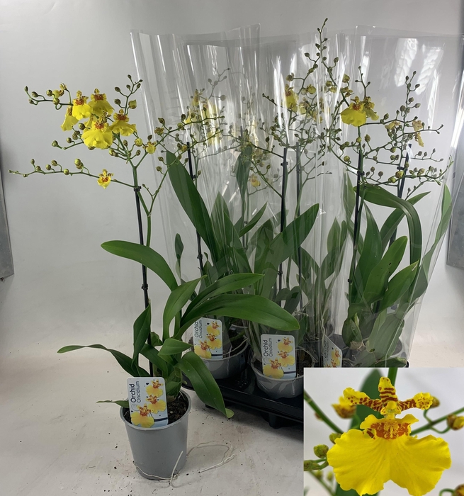 <h4>ONCIDIUM OV</h4>