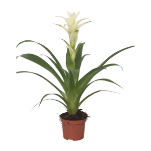 Guzmania Froozen