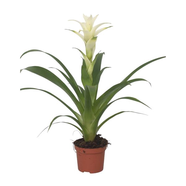 <h4>Guzmania Froozen</h4>
