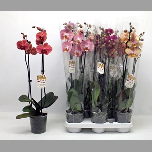 PHAL GEM