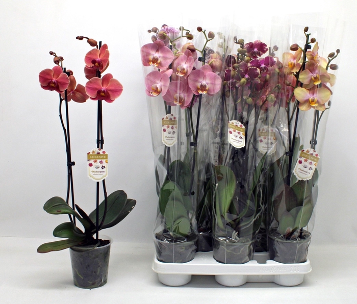 <h4>PHAL GEM</h4>