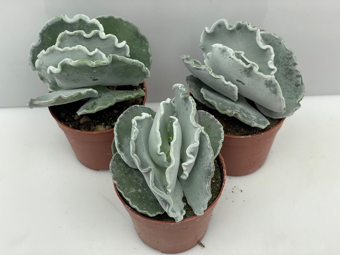 <h4>SUCC OV</h4>