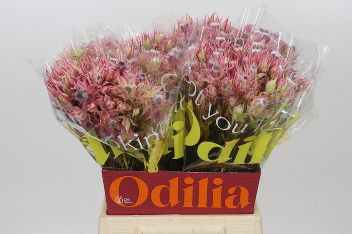 <h4>Blushing Bride Ayoba Shooting Star</h4>