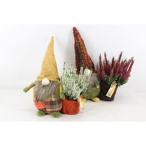 arr4 Outdoor JS - Gnome L calluna mix