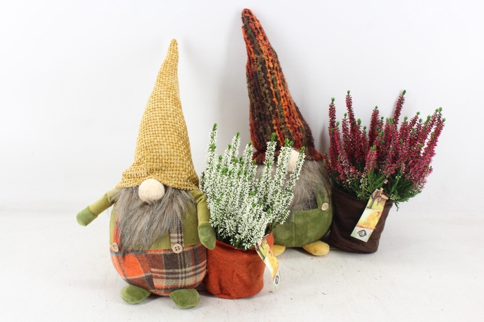 <h4>arr4 Outdoor JS - Gnome L calluna mix</h4>