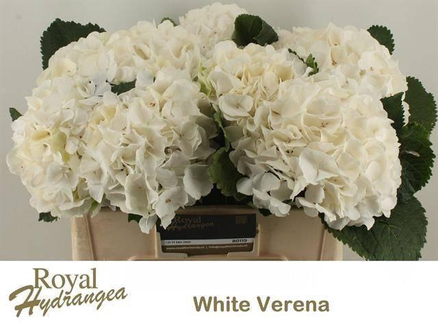 <h4>HYDR M CH WHI VERENA</h4>