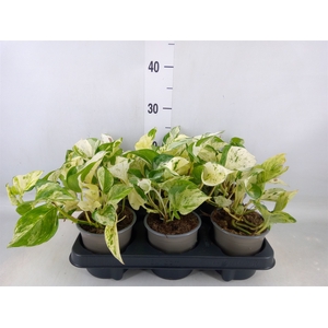 Epipremnum   ...