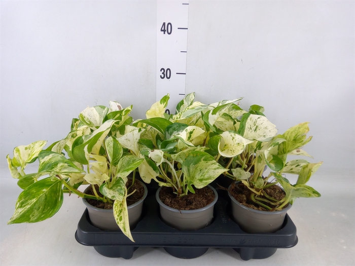 <h4>Epipremnum   ...</h4>