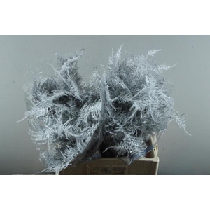 Asp Middel Getopt Zilver