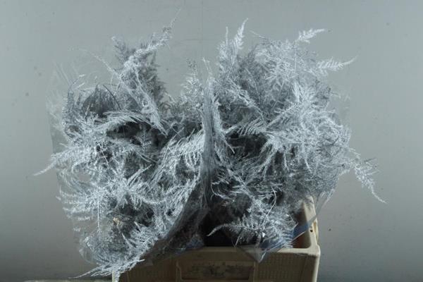 <h4>Asp Middel Getopt Zilver</h4>