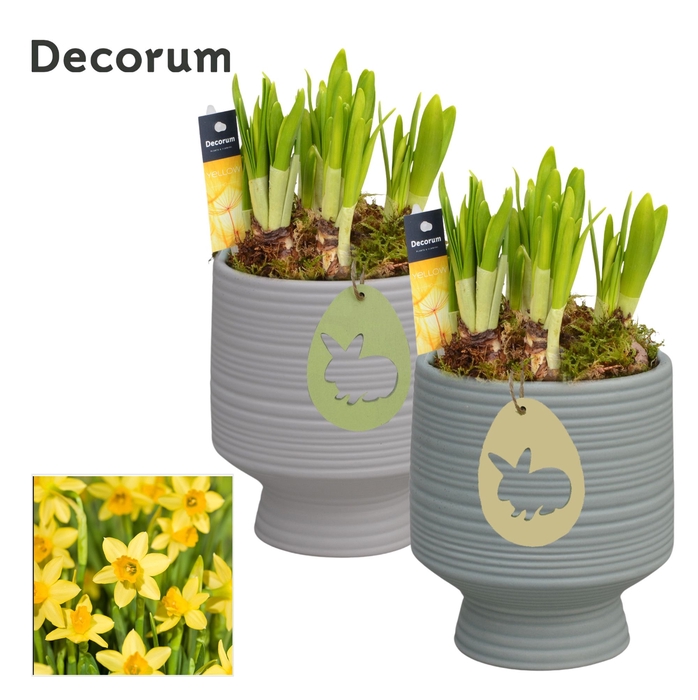 <h4>Narcis Pot sur Pied [YELLOW]</h4>