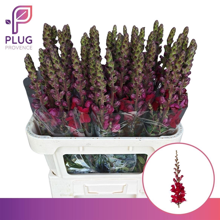 <h4>Antir Opus Red</h4>