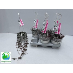 CEROP WO SILVE GLORY