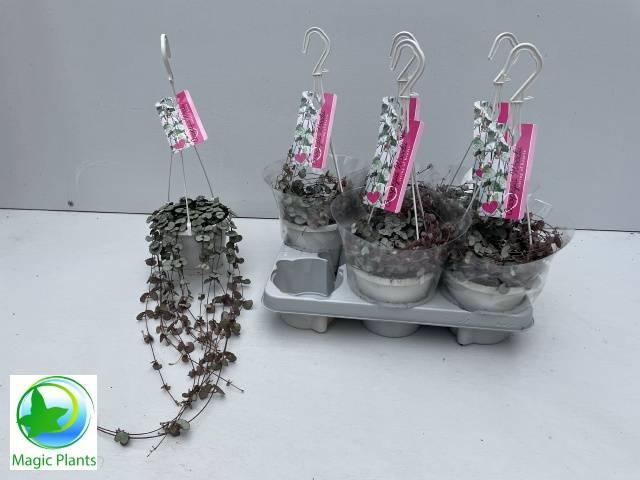 <h4>CEROP WO SILVE GLORY</h4>