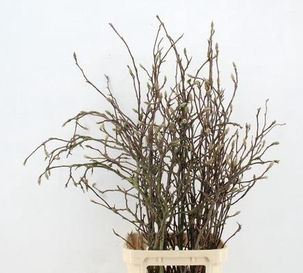 <h4>MAGNOLIA GRANDIFLORA X15</h4>