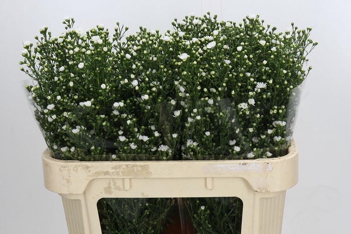 <h4>Aster Paquita</h4>