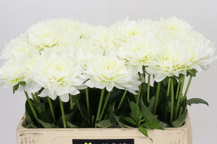 <h4>Dahlia Karma M. Zwaan</h4>
