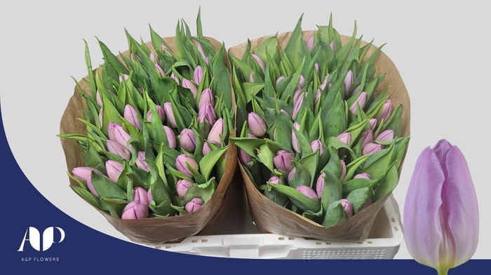 <h4>TU EN CANDY PRINCE</h4>