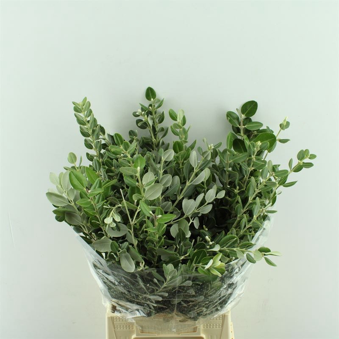 <h4>Pittosporum Ralphi</h4>