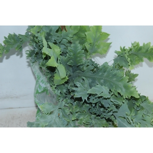 PHLEBODIUM AUREUM DAVANA C21