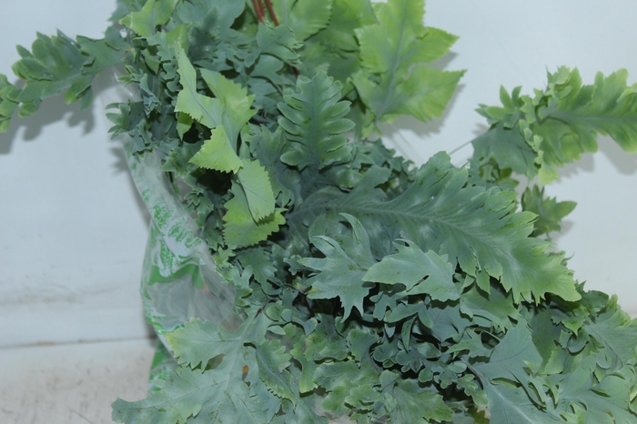<h4>PHLEBODIUM AUREUM DAVANA C21</h4>