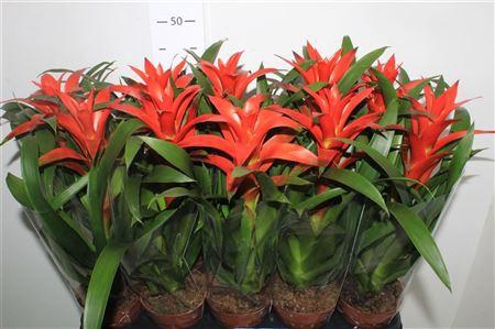 <h4>Guzm Ostara</h4>