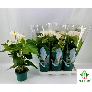 Anthurium Samora 17Ø 65cm 5fl