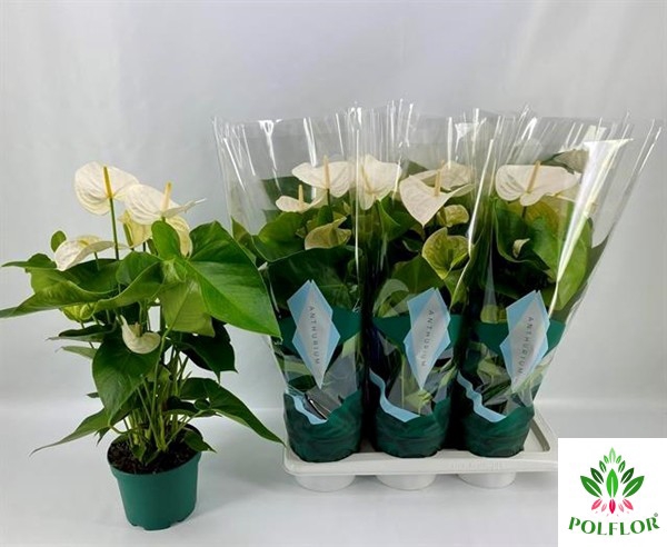 Anthurium Samora 17Ø 65cm 5fl