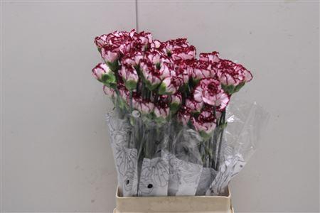 <h4>Di St Olympia</h4>