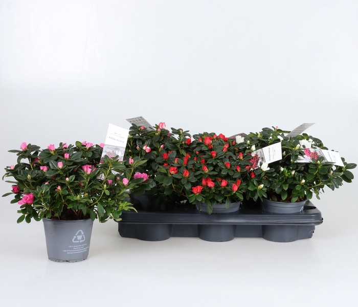 <h4>RHODO SI GEM</h4>